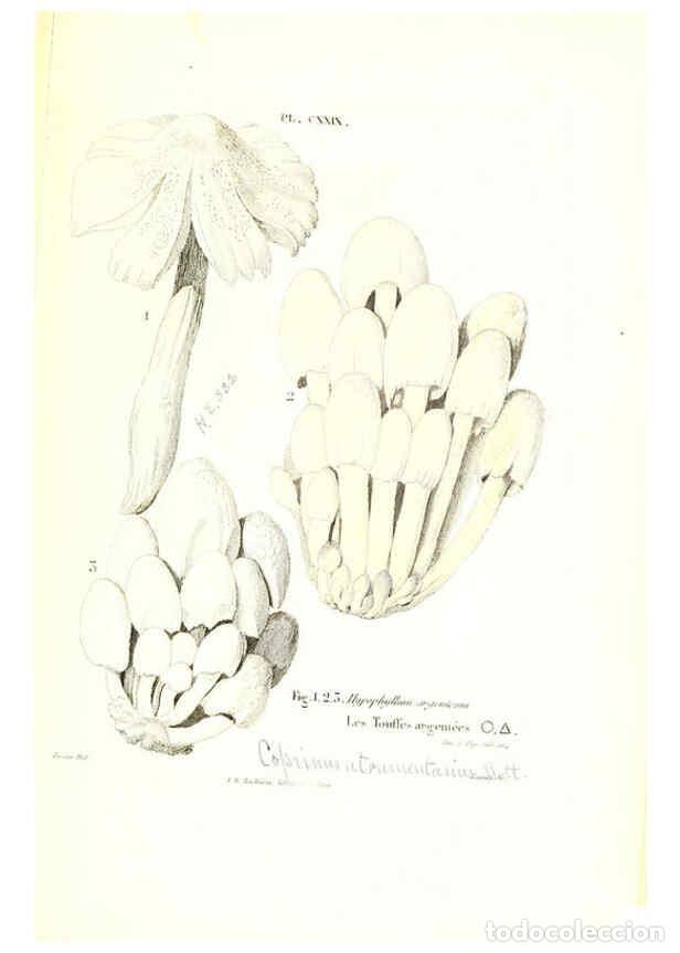 Coleccionismo de Revistas y Peri&oacute;dicos: Reproducci&oacute;n/Reproduction 6266448355: Iconographie des champignons de Paulet New York,H. Bailli&egrave;re;