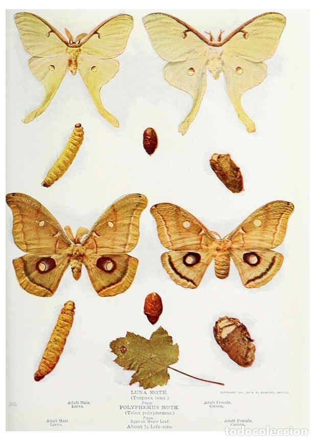 Coleccionismo de Revistas y Peri&oacute;dicos: Reproducci&oacute;n/Reproduction 6276408163: Nature neighbors. v.5. Chicago,American Audobon association[c1