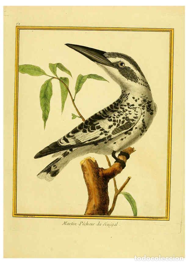 Coleccionismo de Revistas y Peri&oacute;dicos: Reproducci&oacute;n/Reproduction 6009199132: Planches enlumin&eacute;es d'histoire naturelle t.1 Paris? :s.n.,1765