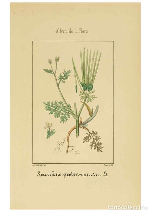 Coleccionismo de Revistas y Peri&oacute;dicos: Reproducci&oacute;n/Reproduction 6011783071: Album de la flora m&eacute;dico-farmac&eacute;utica &eacute; industrial, ind&iacute;gena y