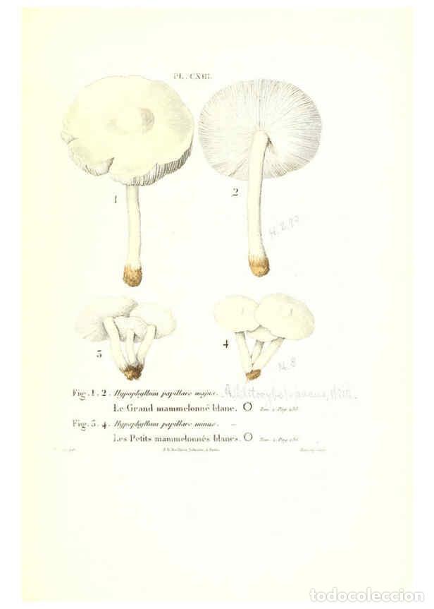 Coleccionismo de Revistas y Peri&oacute;dicos: Reproducci&oacute;n/Reproduction 6266973034: Iconographie des champignons de Paulet New York,H. Bailli&egrave;re;