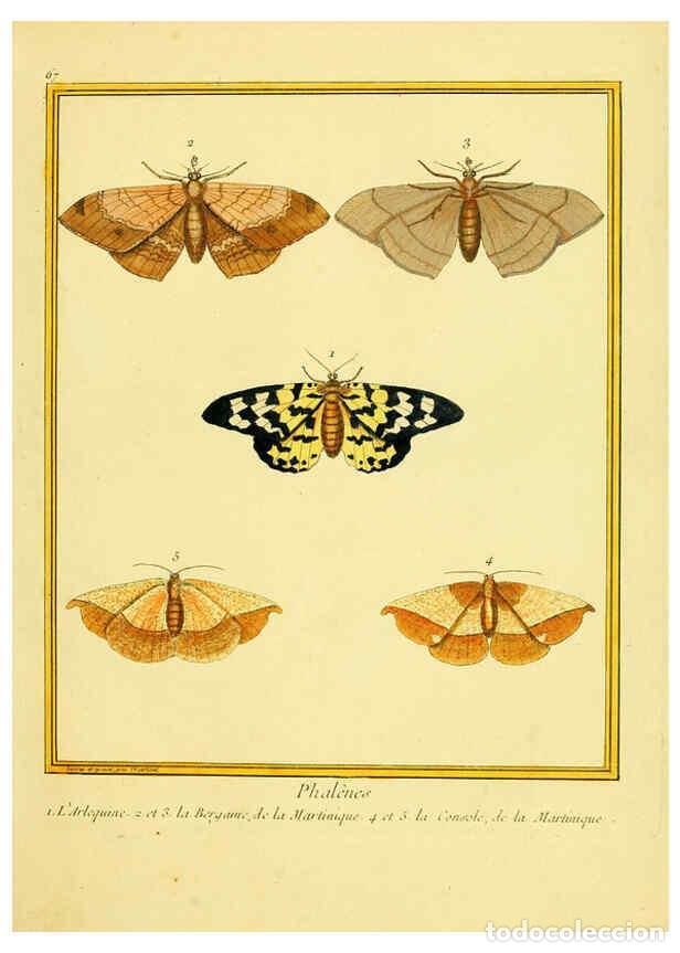 Coleccionismo de Revistas y Peri&oacute;dicos: Reproducci&oacute;n/Reproduction 6008651247: Planches enlumin&eacute;es d'histoire naturelle t.1 Paris? :s.n.,1765