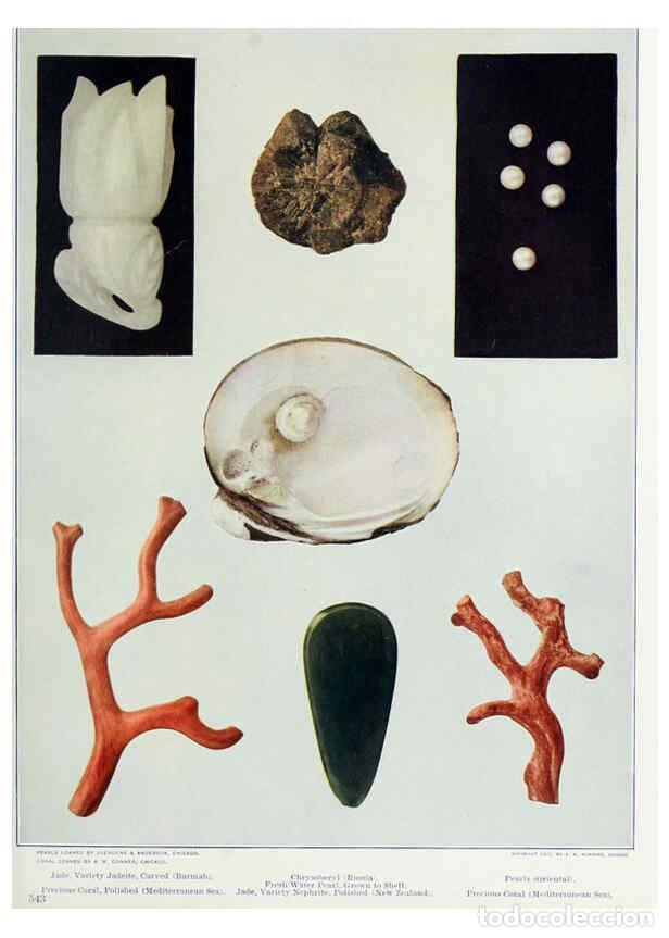 Coleccionismo de Revistas y Peri&oacute;dicos: Reproducci&oacute;n/Reproduction 6276923834: Nature neighbors. v.5. Chicago,American Audobon association[c1