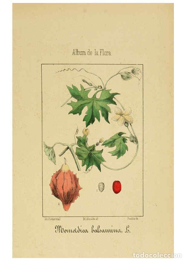 Coleccionismo de Revistas y Peri&oacute;dicos: Reproducci&oacute;n/Reproduction 6011706035: Album de la flora m&eacute;dico-farmac&eacute;utica &eacute; industrial, ind&iacute;gena y