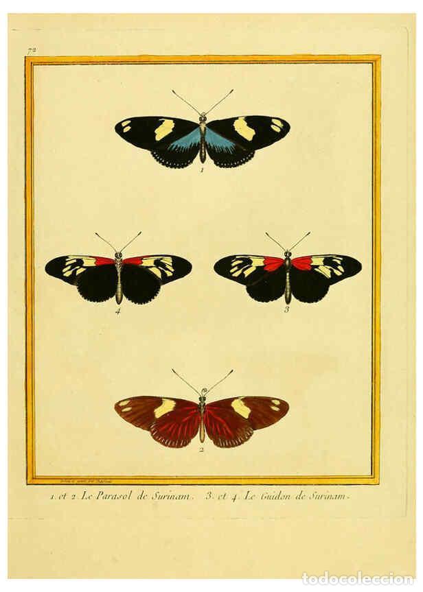 Coleccionismo de Revistas y Peri&oacute;dicos: Reproducci&oacute;n/Reproduction 6009201756: Planches enlumin&eacute;es d'histoire naturelle t.1 Paris? :s.n.,1765