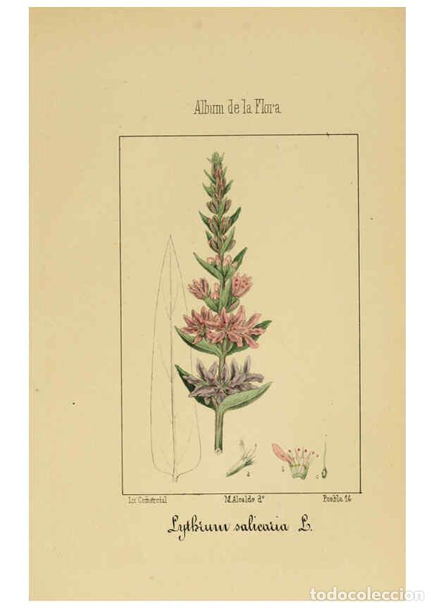 Coleccionismo de Revistas y Peri&oacute;dicos: Reproducci&oacute;n/Reproduction 6011704513: Album de la flora m&eacute;dico-farmac&eacute;utica &eacute; industrial, ind&iacute;gena y