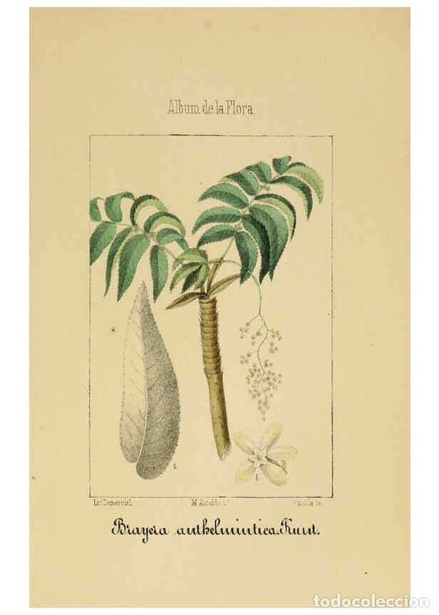 Coleccionismo de Revistas y Peri&oacute;dicos: Reproducci&oacute;n/Reproduction 6012249424: Album de la flora m&eacute;dico-farmac&eacute;utica &eacute; industrial, ind&iacute;gena y