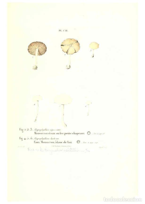 Coleccionismo de Revistas y Peri&oacute;dicos: Reproducci&oacute;n/Reproduction 6266970876: Iconographie des champignons de Paulet New York,H. Bailli&egrave;re;