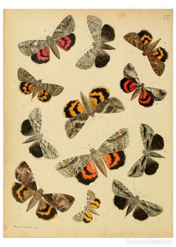 Coleccionismo de Revistas y Peri&oacute;dicos: Reproducci&oacute;n/Reproduction 6276817116: Lepidoptera, rhopaloceres and heteroceres, indigenous and exot