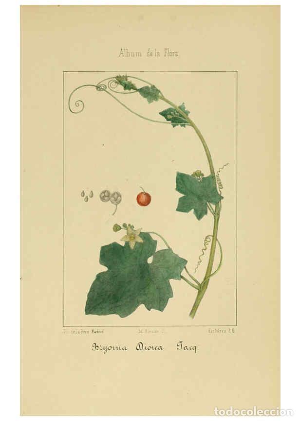 Coleccionismo de Revistas y Peri&oacute;dicos: Reproducci&oacute;n/Reproduction 6012253002: Album de la flora m&eacute;dico-farmac&eacute;utica &eacute; industrial, ind&iacute;gena y