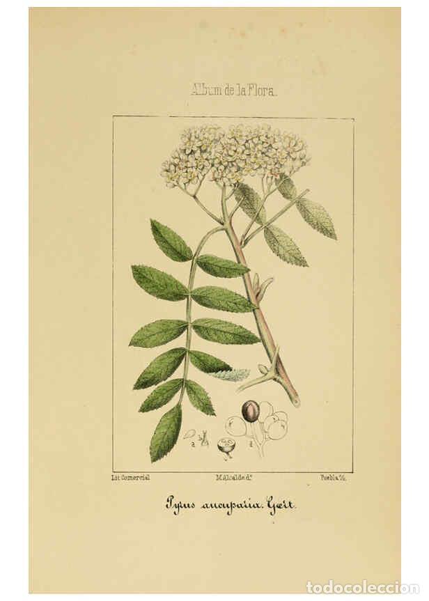 Coleccionismo de Revistas y Peri&oacute;dicos: Reproducci&oacute;n/Reproduction 6011703593: Album de la flora m&eacute;dico-farmac&eacute;utica &eacute; industrial, ind&iacute;gena y