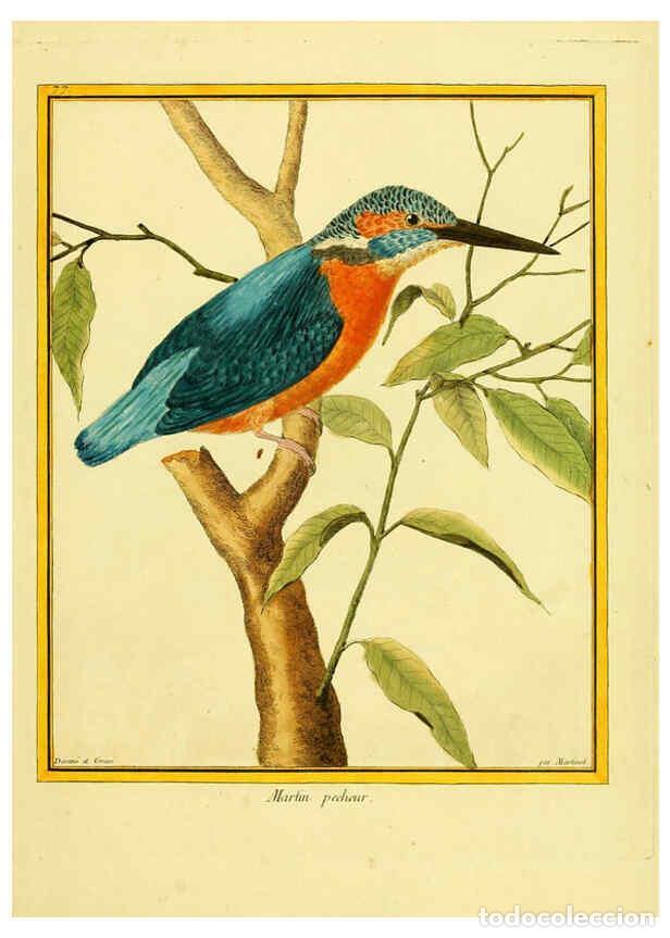 Coleccionismo de Revistas y Peri&oacute;dicos: Reproducci&oacute;n/Reproduction 6008654353: Planches enlumin&eacute;es d'histoire naturelle t.1 Paris? :s.n.,1765