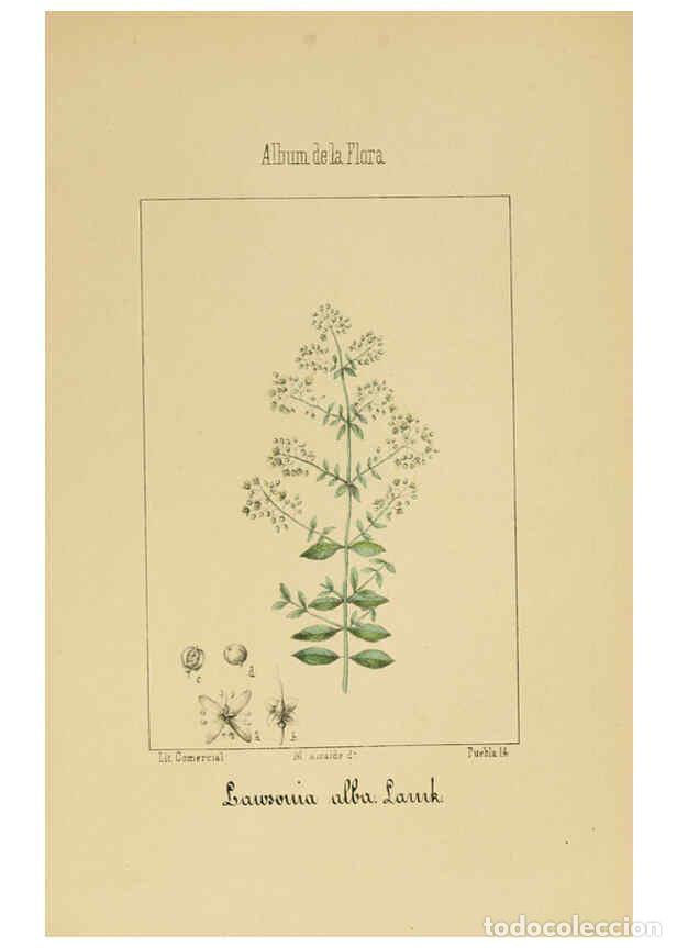 Coleccionismo de Revistas y Peri&oacute;dicos: Reproducci&oacute;n/Reproduction 6012251746: Album de la flora m&eacute;dico-farmac&eacute;utica &eacute; industrial, ind&iacute;gena y