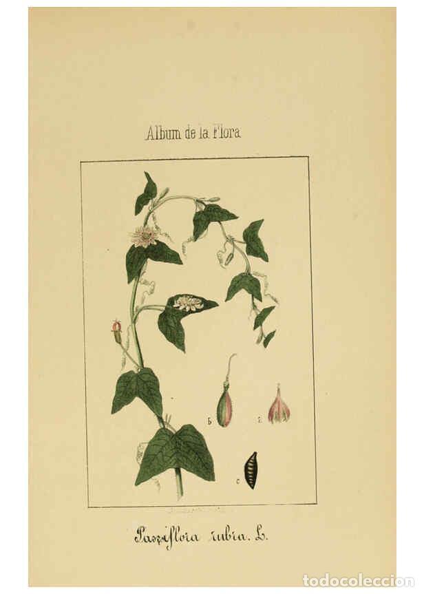 Coleccionismo de Revistas y Peri&oacute;dicos: Reproducci&oacute;n/Reproduction 6011706465: Album de la flora m&eacute;dico-farmac&eacute;utica &eacute; industrial, ind&iacute;gena y