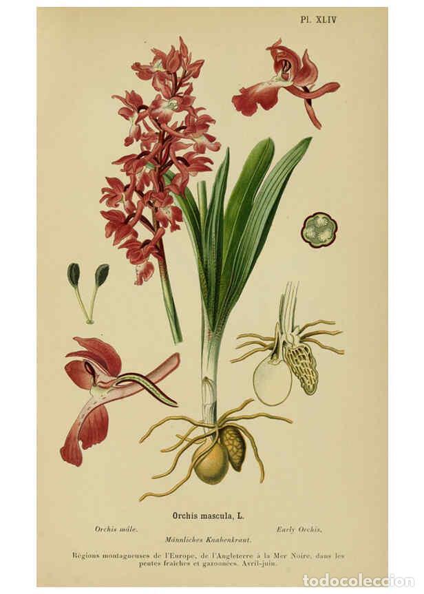 Coleccionismo de Revistas y Peri&oacute;dicos: Reproducci&oacute;n/Reproduction 6012454954: Album des orchid&eacute;es de l'Europe centrale et septentrionale Gen