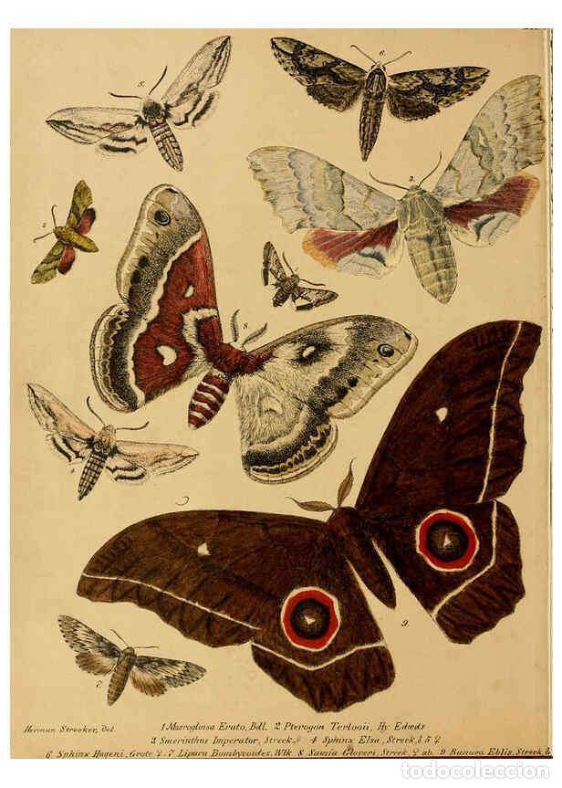 Coleccionismo de Revistas y Peri&oacute;dicos: Reproducci&oacute;n/Reproduction 6276818360: Lepidoptera, rhopaloceres and heteroceres, indigenous and exot