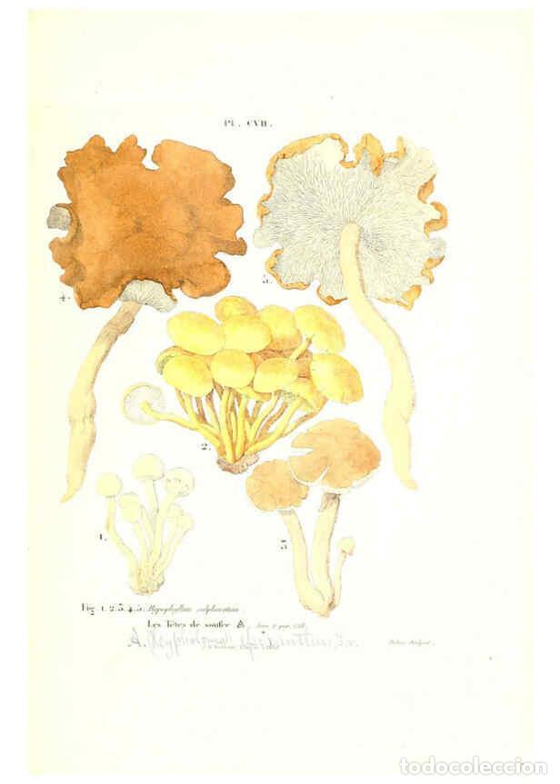 Coleccionismo de Revistas y Peri&oacute;dicos: Reproducci&oacute;n/Reproduction 6266971820: Iconographie des champignons de Paulet New York,H. Bailli&egrave;re;