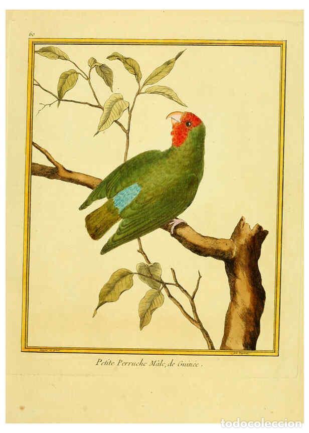 Coleccionismo de Revistas y Peri&oacute;dicos: Reproducci&oacute;n/Reproduction 6008649545: Planches enlumin&eacute;es d'histoire naturelle t.1 Paris? :s.n.,1765