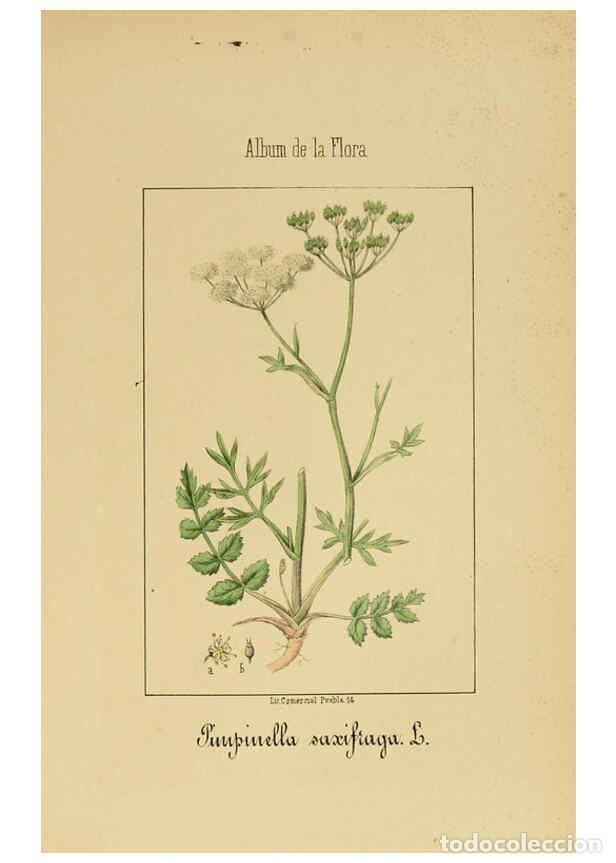 Coleccionismo de Revistas y Peri&oacute;dicos: Reproducci&oacute;n/Reproduction 6012328188: Album de la flora m&eacute;dico-farmac&eacute;utica &eacute; industrial, ind&iacute;gena y