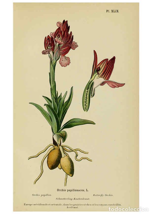 Coleccionismo de Revistas y Peri&oacute;dicos: Reproducci&oacute;n/Reproduction 6012456342: Album des orchid&eacute;es de l'Europe centrale et septentrionale Gen