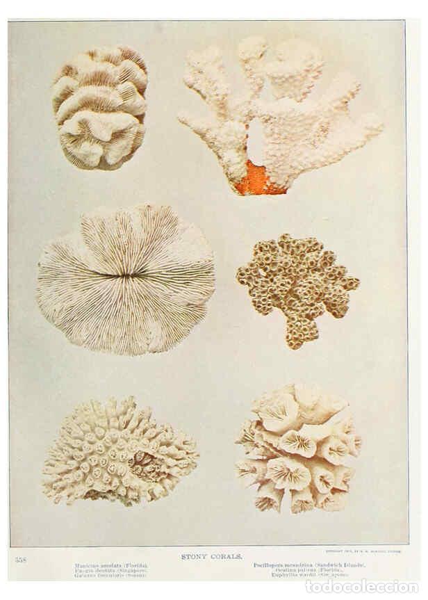 Coleccionismo de Revistas y Peri&oacute;dicos: Reproducci&oacute;n/Reproduction 6276401739: Nature neighbors. v.5. Chicago,American Audobon association[c1