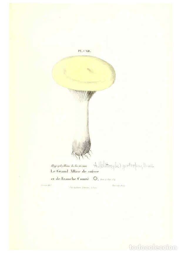 Coleccionismo de Revistas y Peri&oacute;dicos: Reproducci&oacute;n/Reproduction 6266972710: Iconographie des champignons de Paulet New York,H. Bailli&egrave;re;