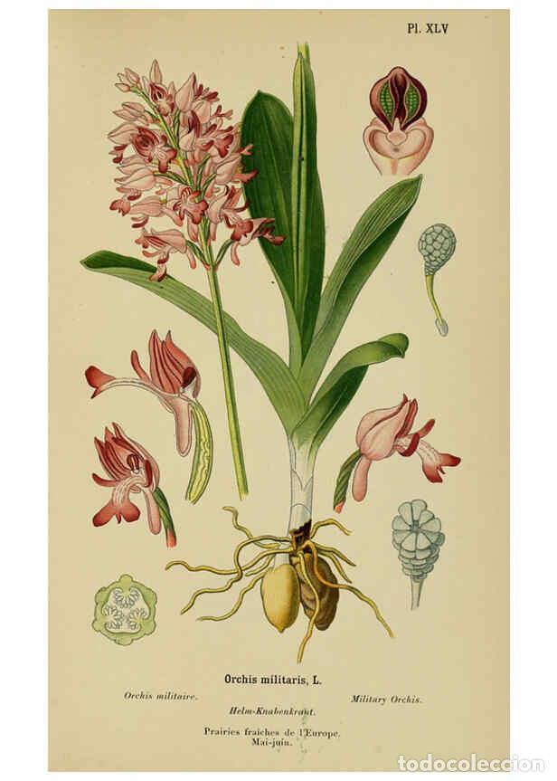 Coleccionismo de Revistas y Peri&oacute;dicos: Reproducci&oacute;n/Reproduction 6011907391: Album des orchid&eacute;es de l'Europe centrale et septentrionale Gen