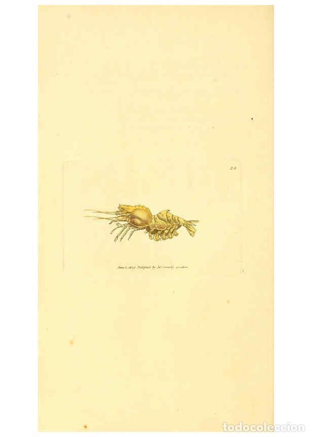 Collectionnisme de Revues et Journaux: Reproducci&oacute;n/Reproduction 6008837224: The British miscellany London :Printed by R. Taylor & Co., and