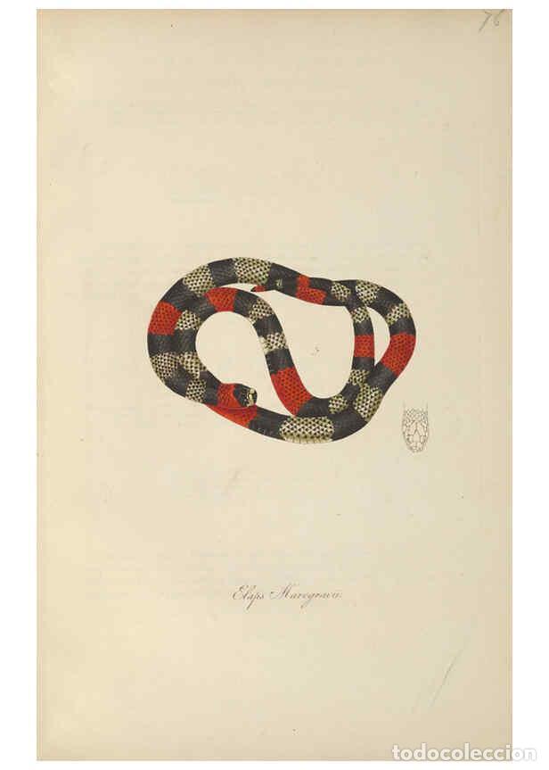 Collectionnisme de Revues et Journaux: Reproducci&oacute;n/Reproduction 6011876763: Abbildungen zur Naturgeschichte Brasiliens Weimar :im Verlage