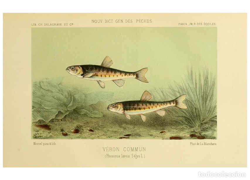 Collectionnisme de Revues et Journaux: Reproducci&oacute;n/Reproduction 6267241596: La P&ecirc;che et les poissons Paris :C. Delagrave et cie,1868 - Hen