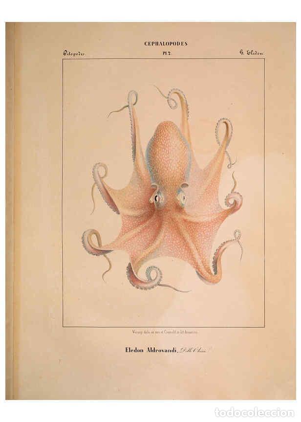 Collectionnisme de Revues et Journaux: Reproducci&oacute;n/Reproduction 6263517383: Mollusques m&eacute;diteran&eacute;ens [!] G&egrave;nes :Impr, des sourds-muets,185