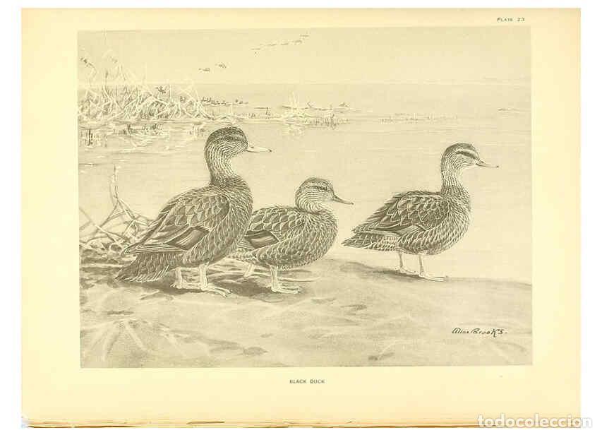 Collectionnisme de Revues et Journaux: Reproducci&oacute;n/Reproduction 6276610612: A natural history of the ducks Boston ;Houghton Mifflin Compan