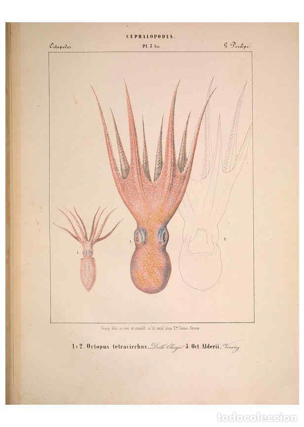 Collectionnisme de Revues et Journaux: Reproducci&oacute;n/Reproduction 6263518639: Mollusques m&eacute;diteran&eacute;ens [!] G&egrave;nes :Impr, des sourds-muets,185