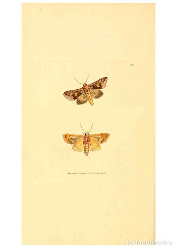 Collectionnisme de Revues et Journaux: Reproducci&oacute;n/Reproduction 6008290713: The British miscellany London :Printed by R. Taylor & Co., and