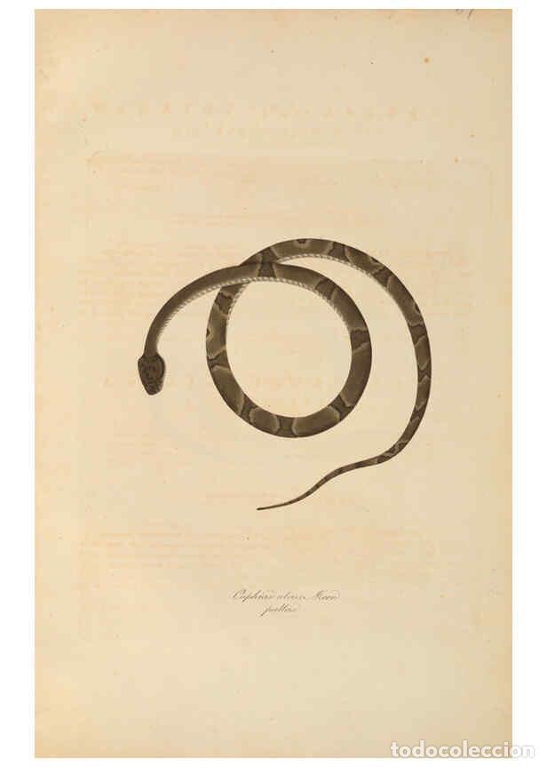 Collectionnisme de Revues et Journaux: Reproducci&oacute;n/Reproduction 6011878175: Abbildungen zur Naturgeschichte Brasiliens Weimar :im Verlage