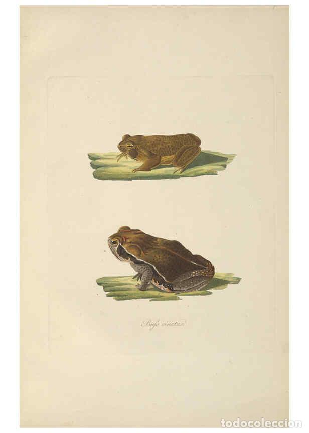 Collectionnisme de Revues et Journaux: Reproducci&oacute;n/Reproduction 6012427202: Abbildungen zur Naturgeschichte Brasiliens Weimar :im Verlage