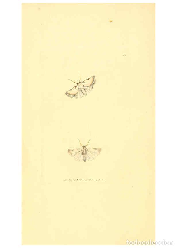 Collectionnisme de Revues et Journaux: Reproducci&oacute;n/Reproduction 6008287205: The British miscellany London :Printed by R. Taylor & Co., and