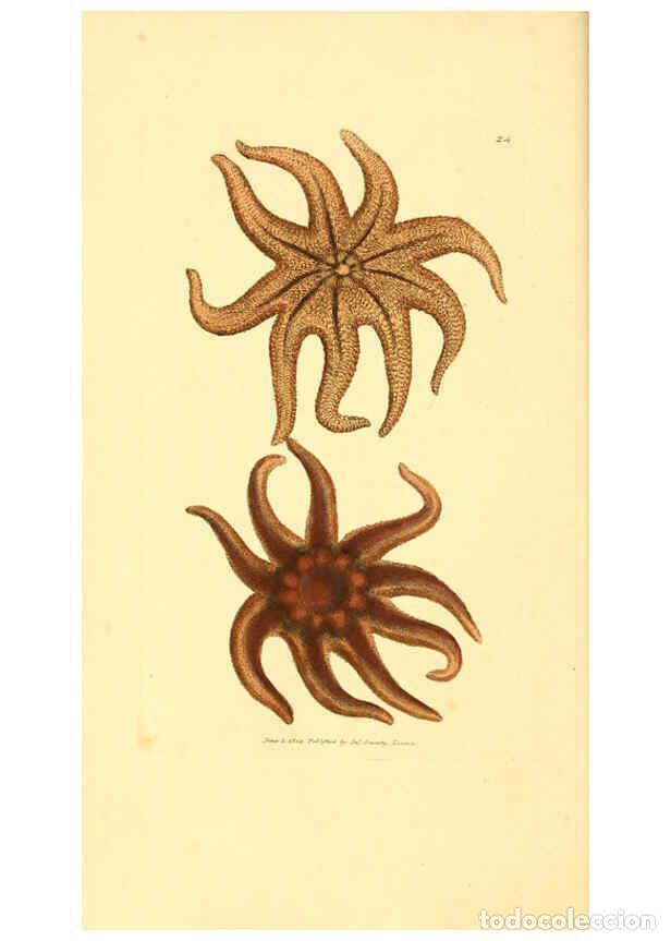 Collectionnisme de Revues et Journaux: Reproducci&oacute;n/Reproduction 6008289781: The British miscellany London :Printed by R. Taylor & Co., and