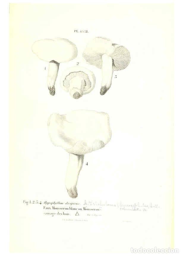 Collectionnisme de Revues et Journaux: Reproducci&oacute;n/Reproduction 6266962606: Iconographie des champignons de Paulet New York,H. Bailli&egrave;re;