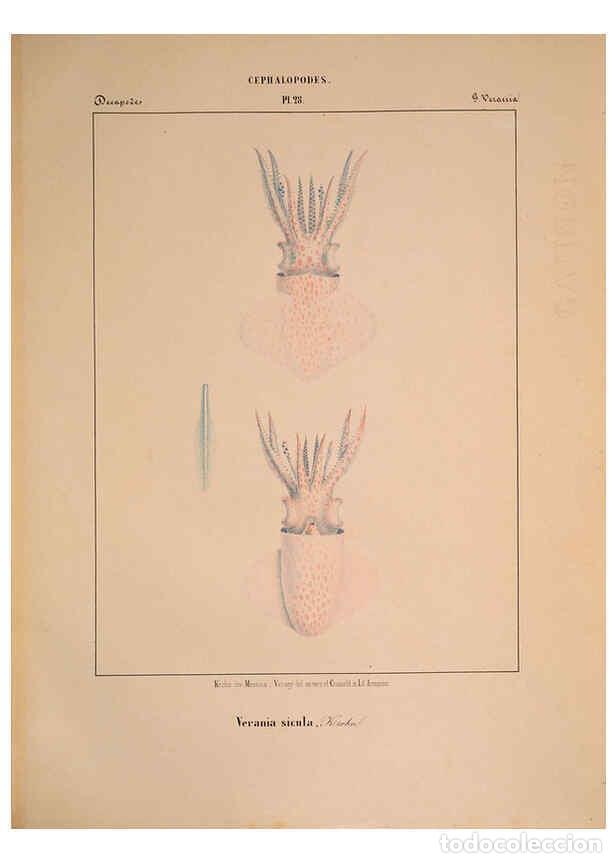 Collectionnisme de Revues et Journaux: Reproducci&oacute;n/Reproduction 6264050562: Mollusques m&eacute;diteran&eacute;ens [!] G&egrave;nes :Impr, des sourds-muets,185