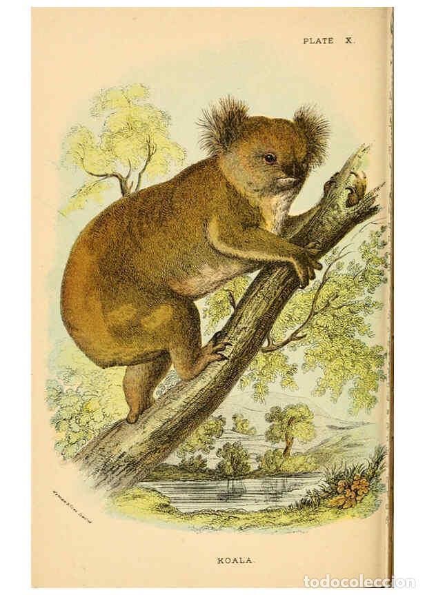 Collectionnisme de Revues et Journaux: Reproducci&oacute;n/Reproduction 6008350445: A hand-book to the marsupialia and monotremata London :E. Lloy