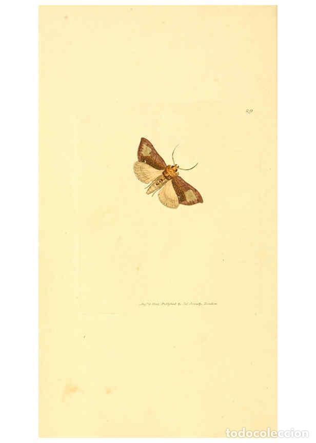 Collectionnisme de Revues et Journaux: Reproducci&oacute;n/Reproduction 6008838592: The British miscellany London :Printed by R. Taylor & Co., and