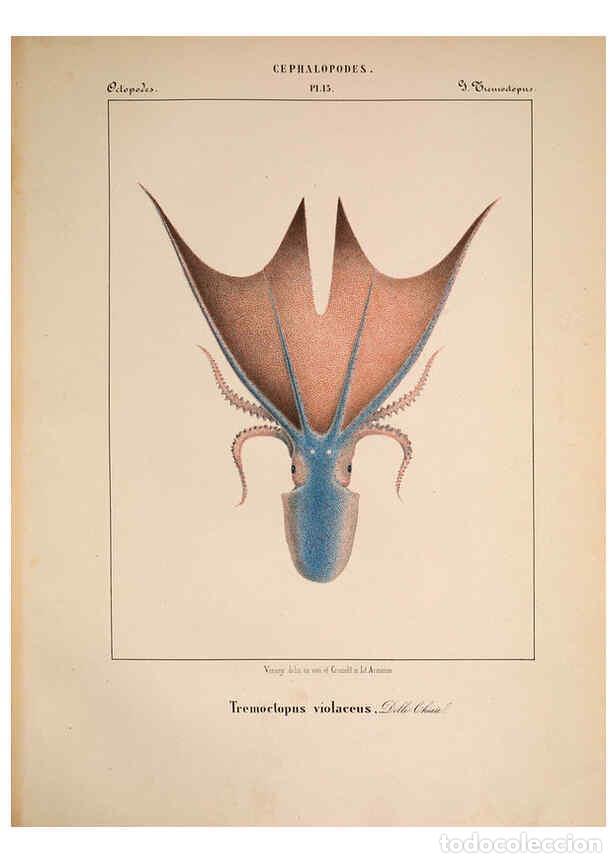 Collectionnisme de Revues et Journaux: Reproducci&oacute;n/Reproduction 6263521147: Mollusques m&eacute;diteran&eacute;ens [!] G&egrave;nes :Impr, des sourds-muets,185