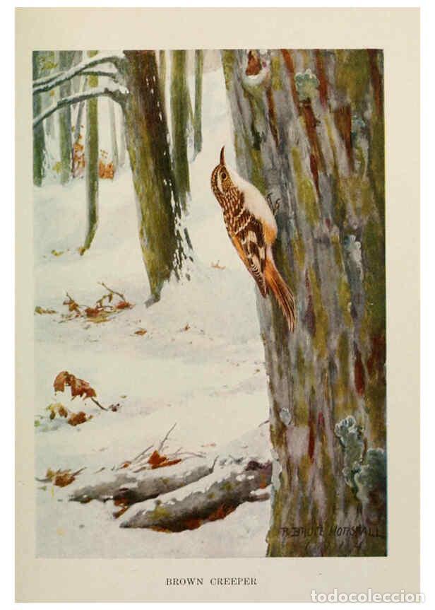 Collectionnisme de Revues et Journaux: Reproducci&oacute;n/Reproduction 6263688843: Bird biographies New York,Dodd, Mead,1923 - Alice Eliza Ball