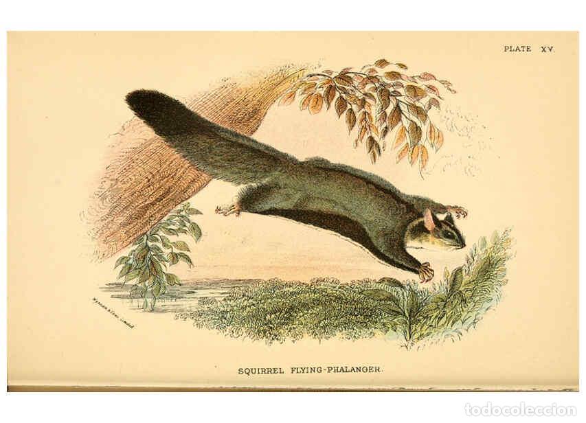 Collectionnisme de Revues et Journaux: Reproducci&oacute;n/Reproduction 6008899950: A hand-book to the marsupialia and monotremata London :E. Lloy