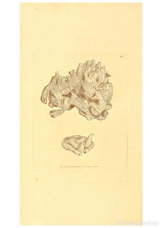 Collectionnisme de Revues et Journaux: Reproducci&oacute;n/Reproduction 6008842064: The British miscellany London :Printed by R. Taylor & Co., and