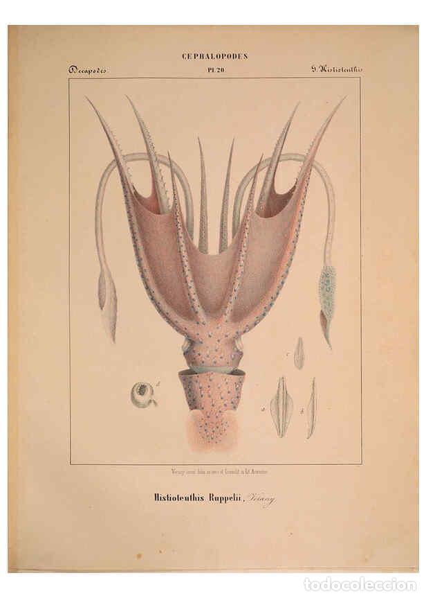 Collectionnisme de Revues et Journaux: Reproducci&oacute;n/Reproduction 6264048858: Mollusques m&eacute;diteran&eacute;ens [!] G&egrave;nes :Impr, des sourds-muets,185