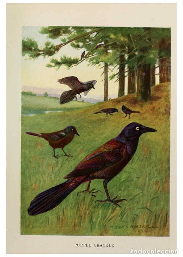 Collectionnisme de Revues et Journaux: Reproducci&oacute;n/Reproduction 6264217320: Bird biographies New York,Dodd, Mead,1923 - Alice Eliza Ball