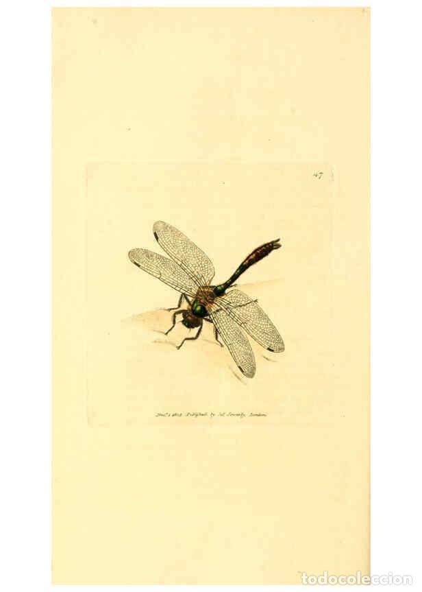 Collectionnisme de Revues et Journaux: Reproducci&oacute;n/Reproduction 6008295929: The British miscellany London :Printed by R. Taylor & Co., and