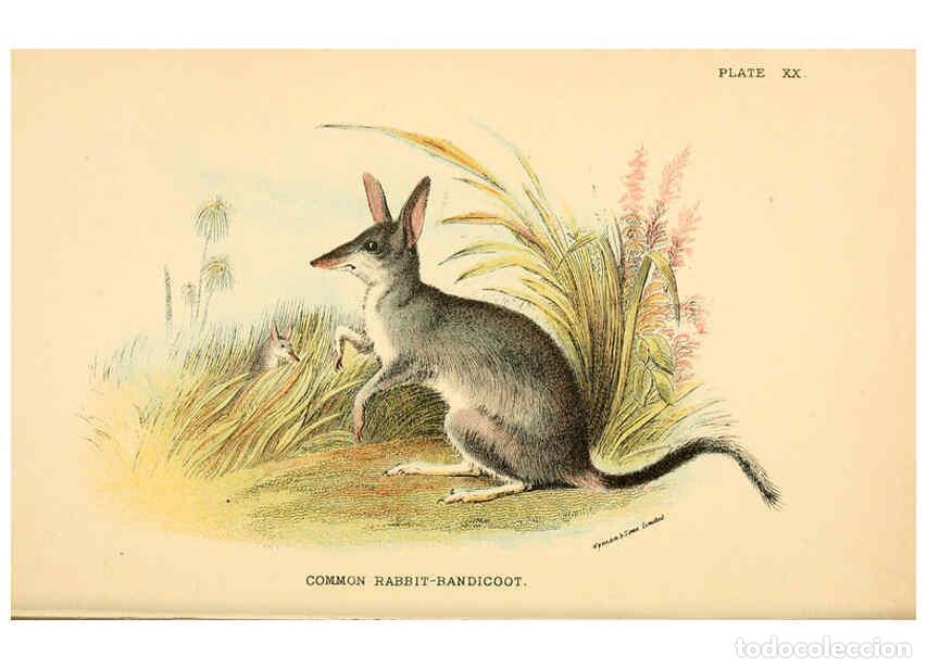 Collectionnisme de Revues et Journaux: Reproducci&oacute;n/Reproduction 6008353807: A hand-book to the marsupialia and monotremata London :E. Lloy